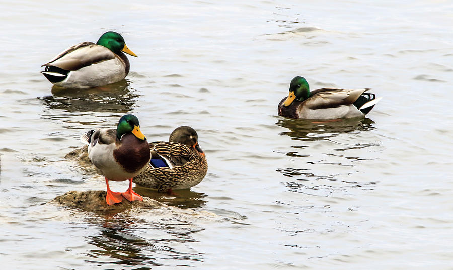 Mallards In The Shallows Photograph by Ray Congrove