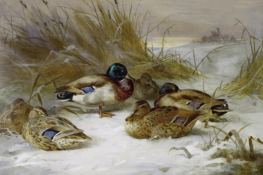 Mallards In The Winter Landscape by Thorburn Mixed Media by Archibald Thorburn