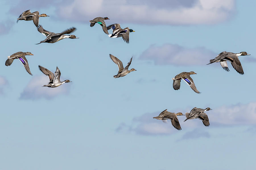 Mallards, Northern Pintails and a Green-winged Teal in Flight Photograph by Belinda Greb