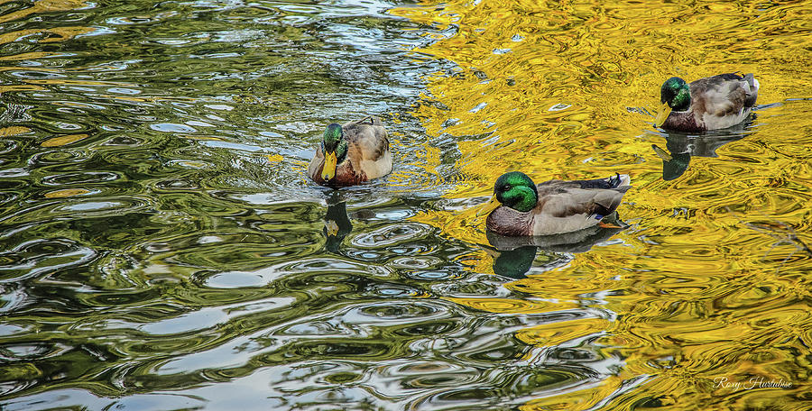 Mallards On Golden Pond  Photograph by Roxy Hurtubise