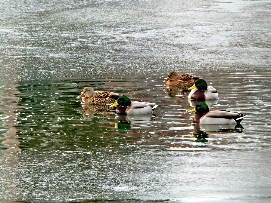 Mallards on the Icy River Photograph by Scott Hufford - Pixels