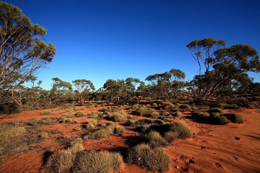 Mallee and Spinifex Photograph by Tony Brown