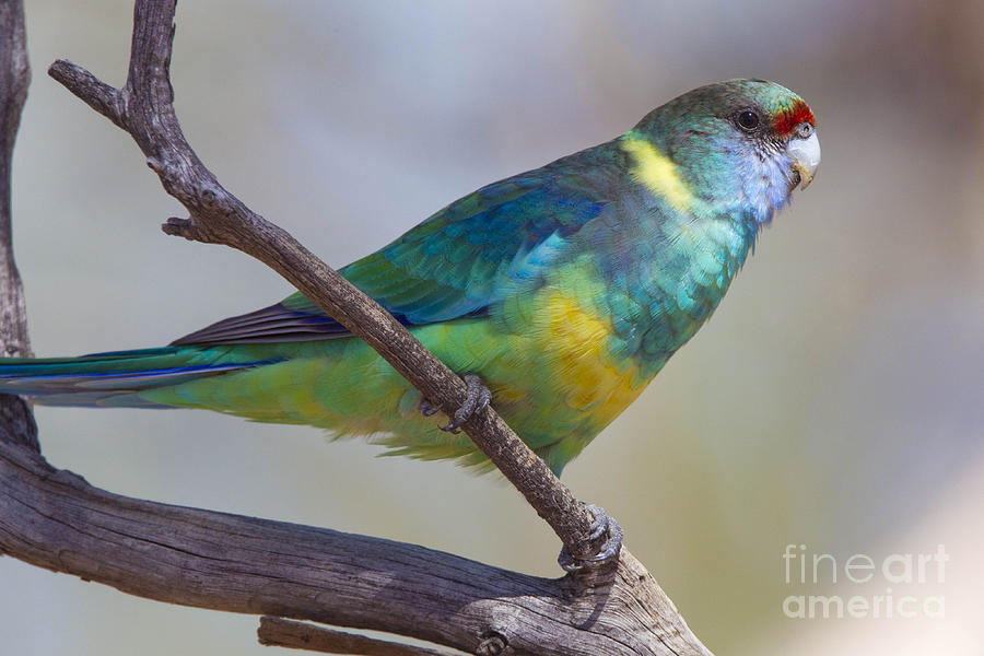 Mallee Ringneck Parrot Photograph by B.G. Thomson