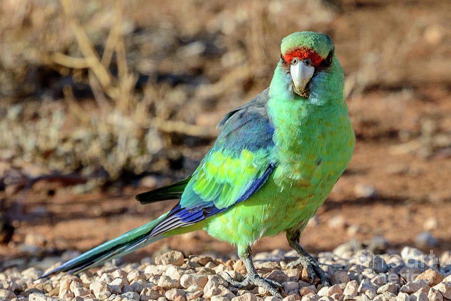 Mallee Ringneck  Photograph by Werner Padarin