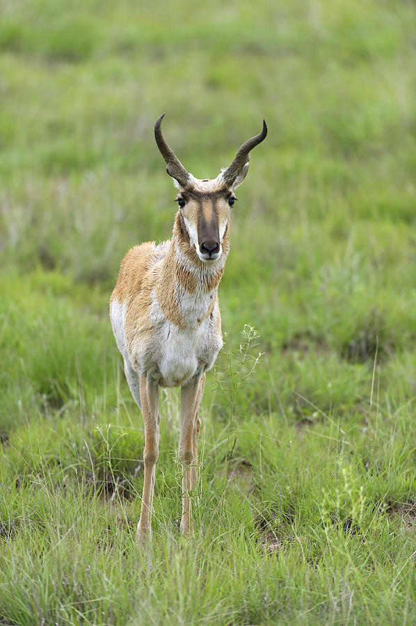 Male Pronghorn  Antelope Photograph by Gary Langley