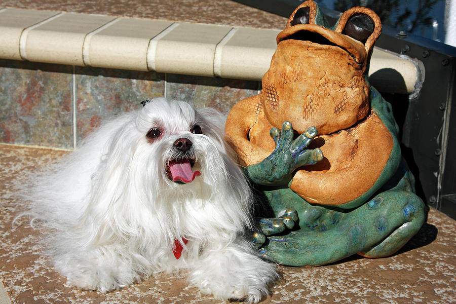 Maltese by Frog Photograph by Sally Weigand
