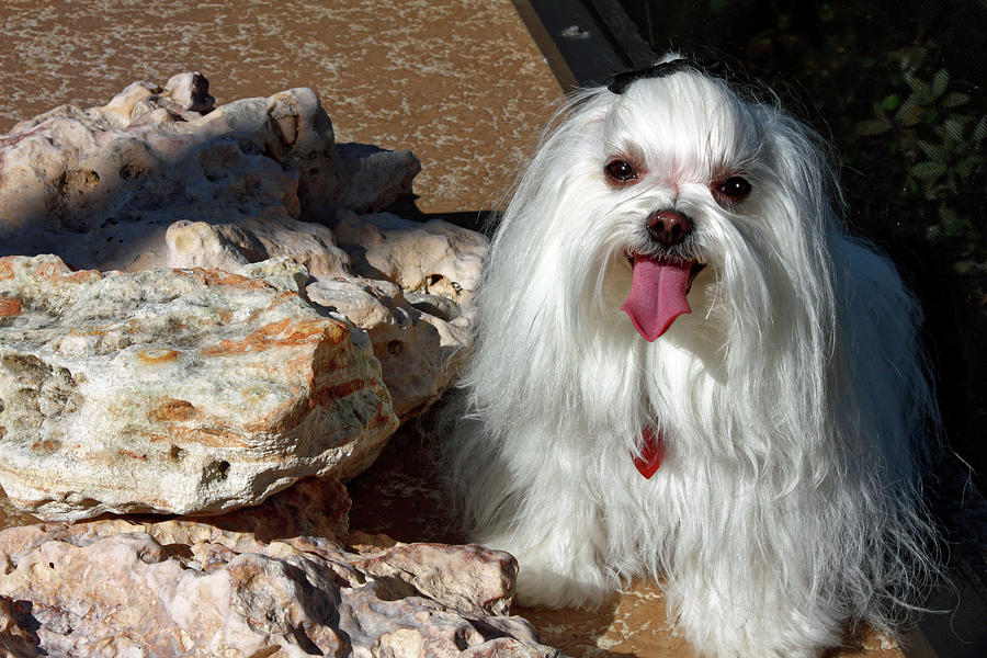 Maltese by Rocks Photograph by Sally Weigand