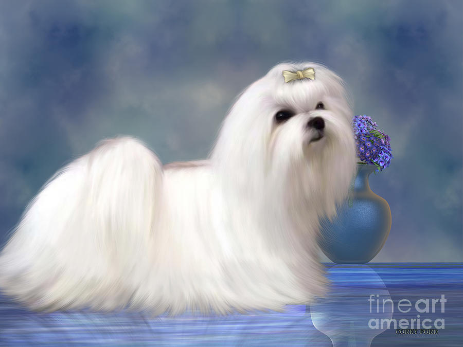 Maltese Dog Painting by Corey Ford