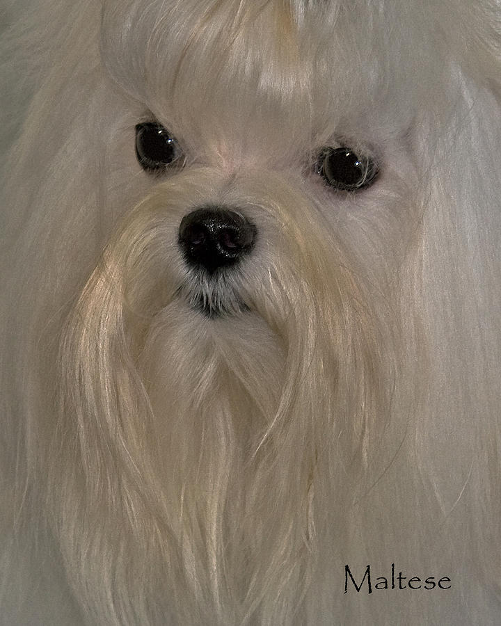 Dog Photograph - Maltese by Larry Linton