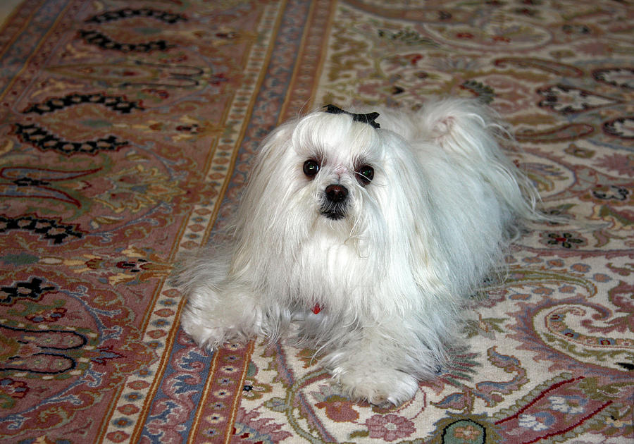 Maltese  on Oriental Rug Photograph by Sally Weigand