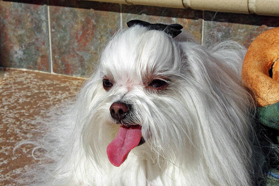 Maltese Portrait Photograph by Sally Weigand
