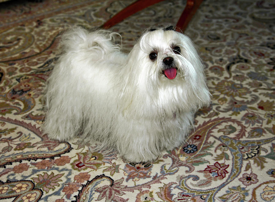 Maltese Showing Pink Tongue Photograph by Sally Weigand