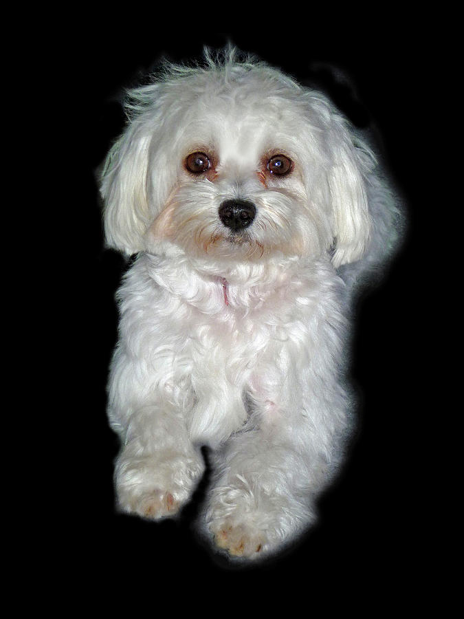 Dog Photograph - Maltese Terrier Puppy by Kenneth William Caleno