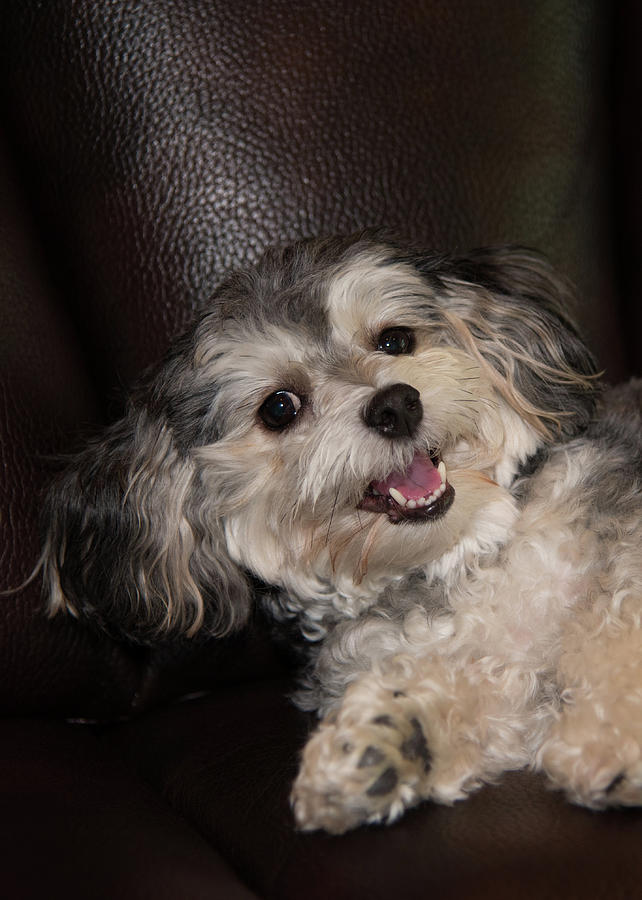 Maltipoo Laying on the Couch Photograph by Artful Imagery
