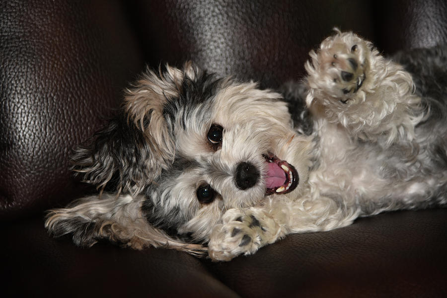 Maltipoo Playing on the Couch Photograph by Artful Imagery