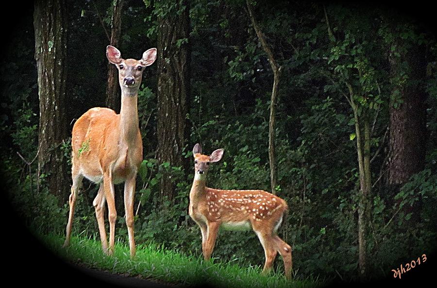 Mama and baby deer Photograph by Deborah Hokkanen - Fine Art America