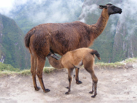 Llama Photograph - Mama and Baby by Marsha Elliott