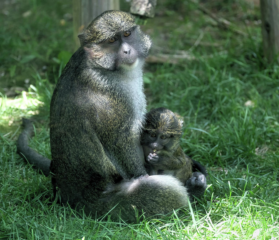 Swamp Monkey Mama and baby Photograph by Ronda Ryan