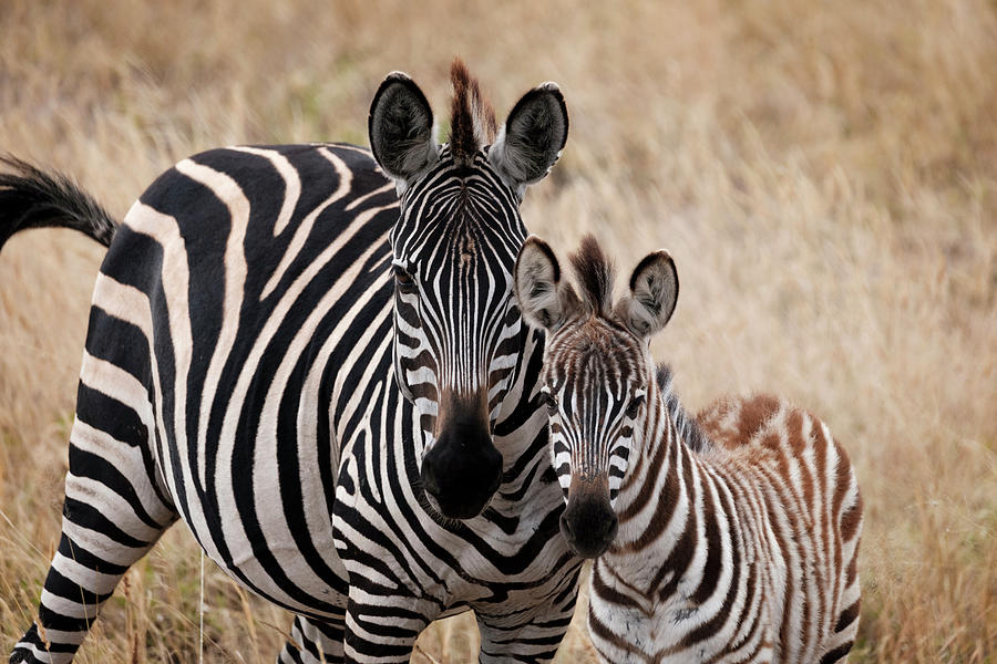 Animal Photograph - Mama and Baby Zebra by Mary Lee Dereske