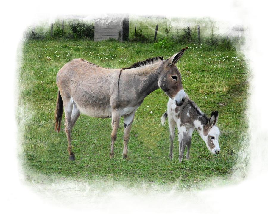 Donkey Photograph - Mama and Bella by Joe Duket