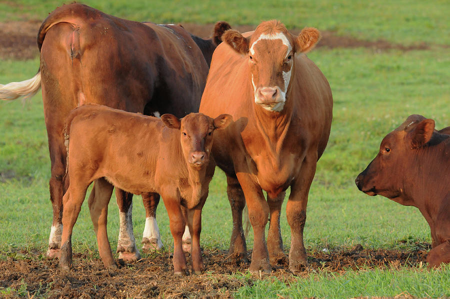 Mama And Calf Photograph by Lana Raffensperger - Fine Art America