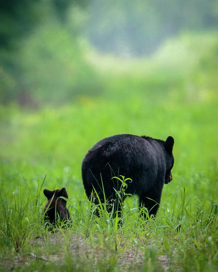 Mama and Cub Photograph by Glenn Woodell