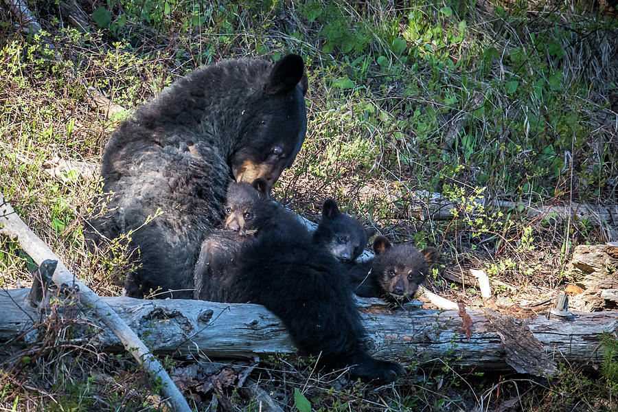 Mama and Cubs Photograph by Paul Freidlund