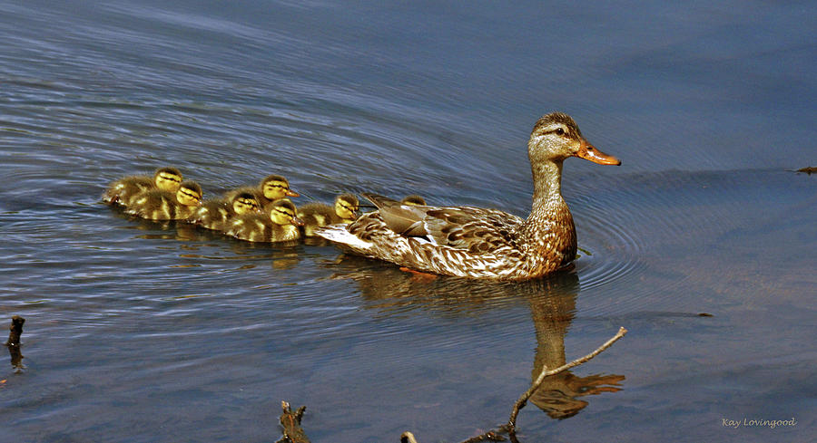 Mama and Ducklings Photograph by Kay Lovingood