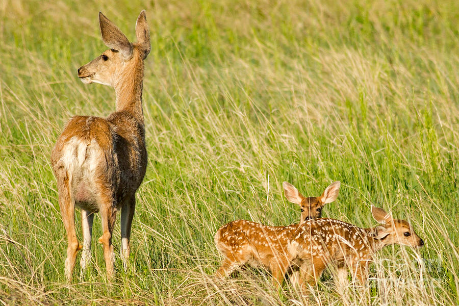 Mama and Fawns Photograph by Natural Focal Point Photography - Fine Art ...