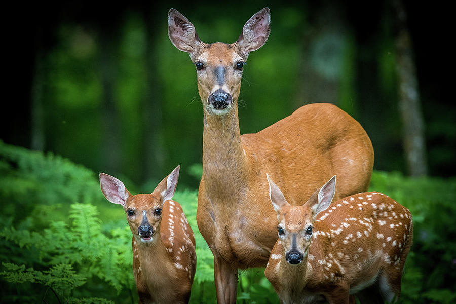 Deer Photograph - Mama And Fawns by Paul Freidlund