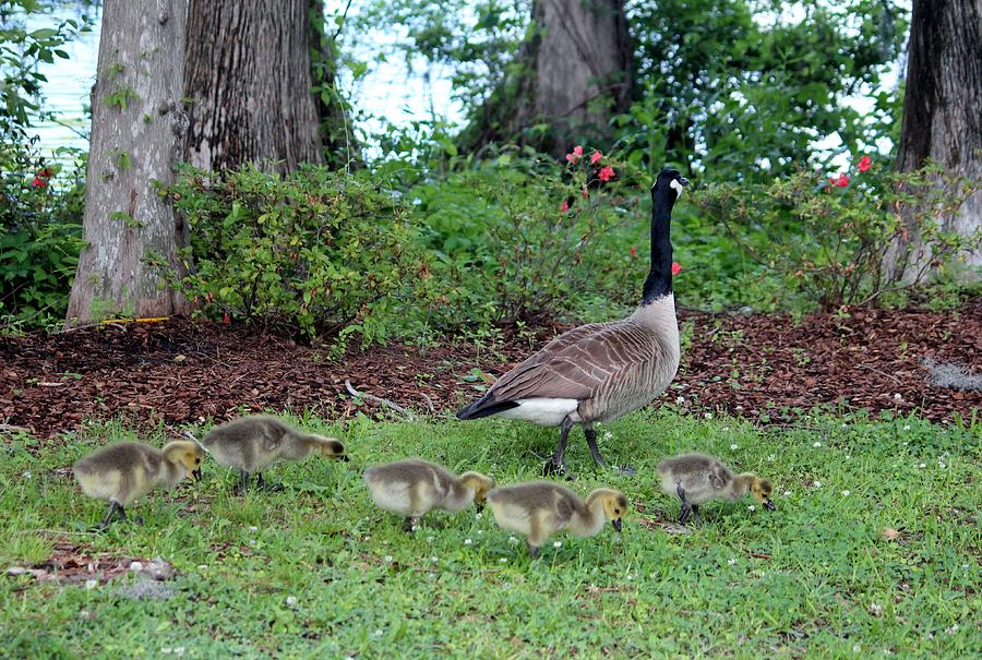 Goose Photograph - Mama And Five Babies by Cynthia Guinn