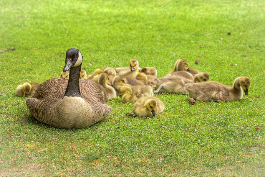 Mama And Her Goslings 0841 Photograph by Kristina Rinell