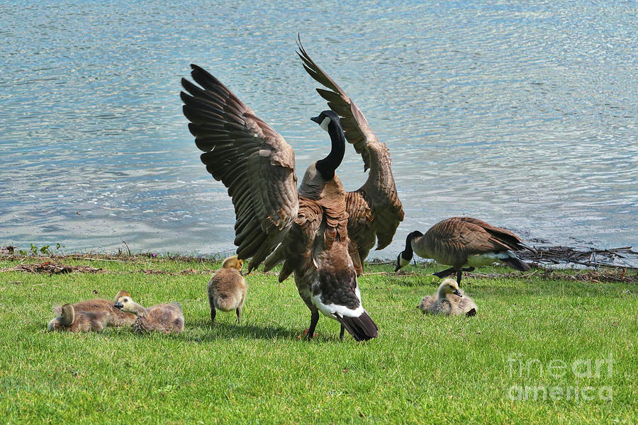 Mama and Papa Goose with Goslings Photograph by Carol Groenen