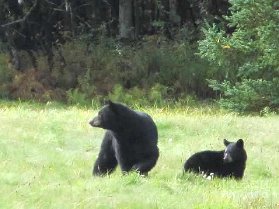 Mama Bear and her Cub Photograph by Leslie Mitchell - Fine Art America