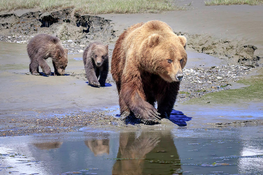 Mama Bear Leads the Way Photograph by Jack Bell