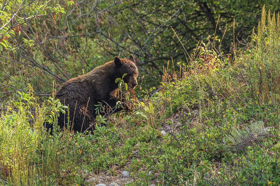 Mama Bear Loves Summer Berries Photograph by Yeates Photography