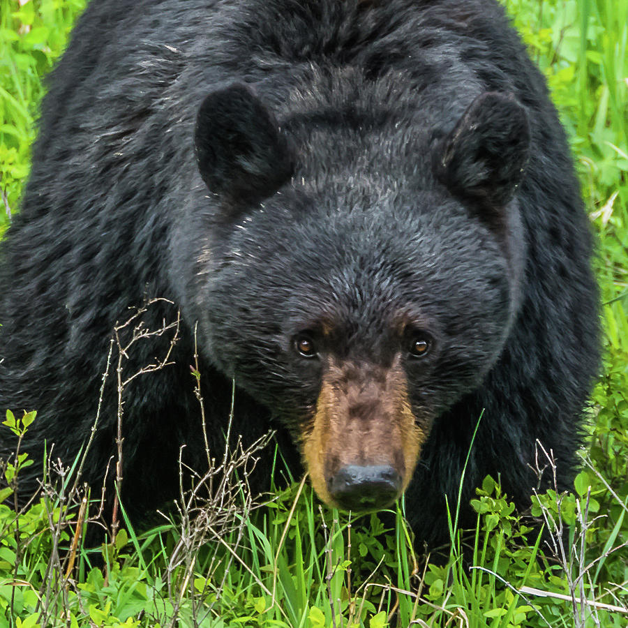 Mama Bear Means Business Photograph by Yeates Photography