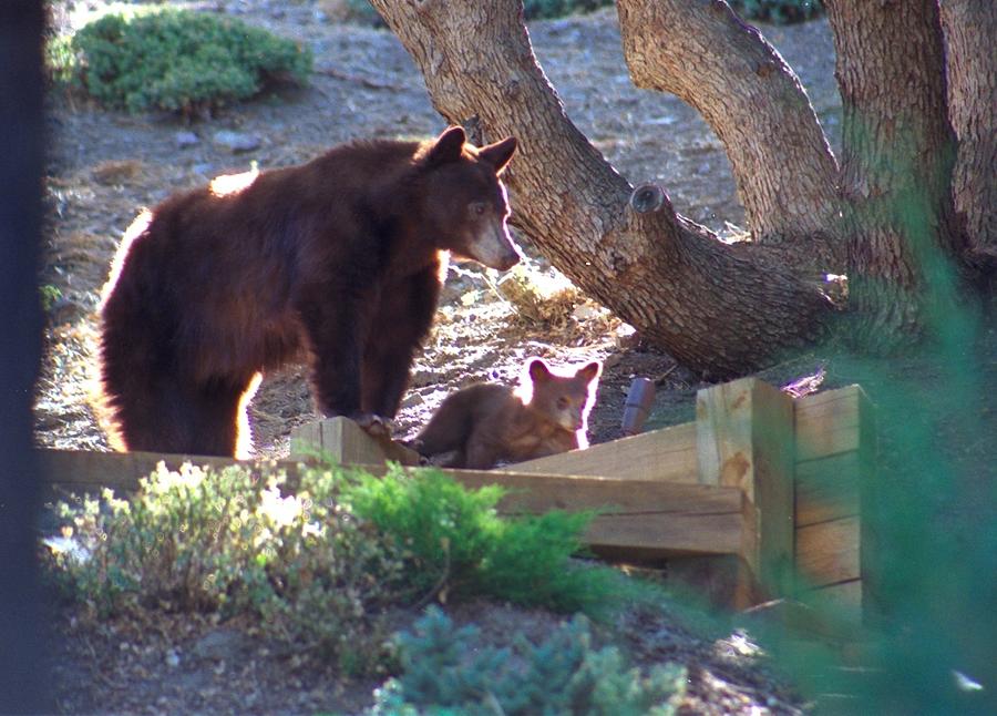 Mama Bear With Playful Cub Photograph By Diana Chase Fine Art America