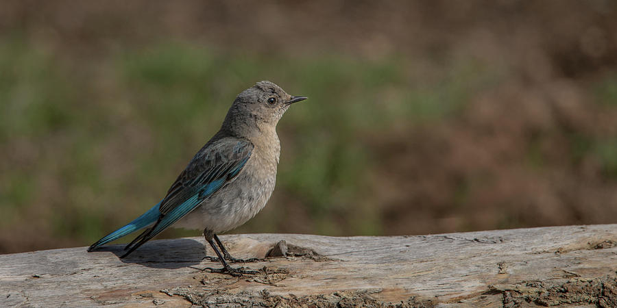 Mama Bluebird Near Nest Photograph by Yeates Photography