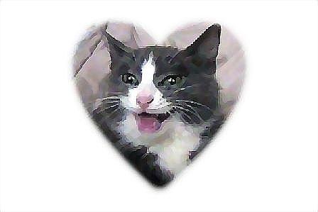 Cats Photograph - Mama by Brenda Garacci Cats Photograph - Mama by Brenda Garacci