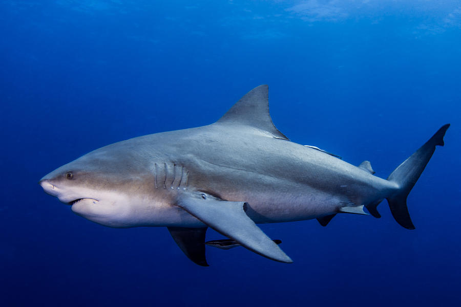 Sharks Photograph - Mama Bull Shark by Ricardo  Ramos