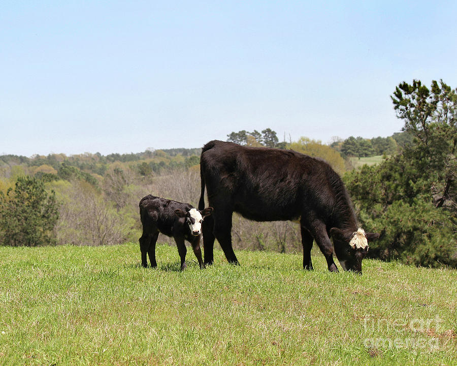 Mama Cow and Calf in Texas Pasture Photograph by Catherine Sherman