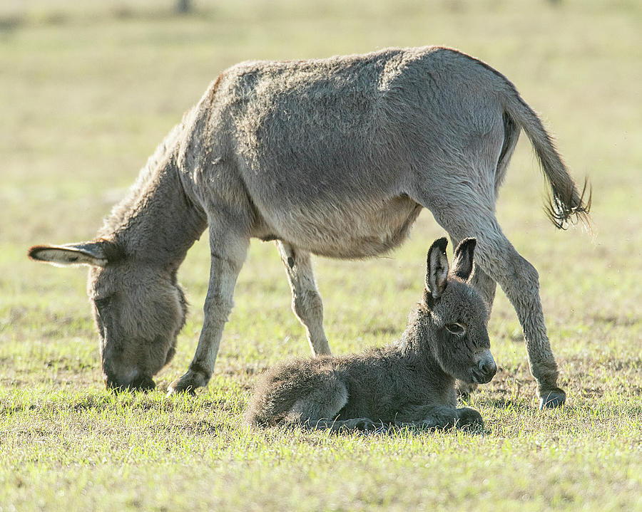 Mama Donkey With Newborn Baby Photograph by KenDidIt Photography