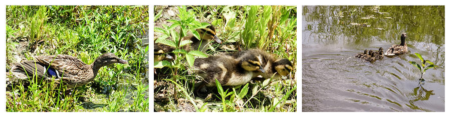 Duck Photograph - Mama Duck and Her Baby Ducklings Tripych by Cynthia Woods