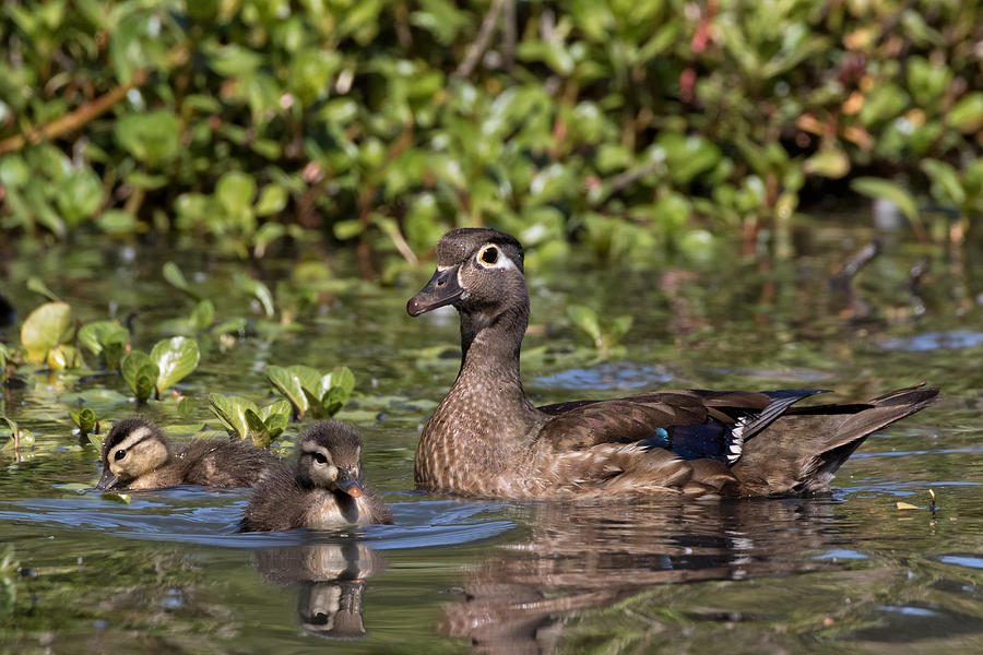 Mama Duck with Baby Wood Ducks Photograph by Kathleen Bishop