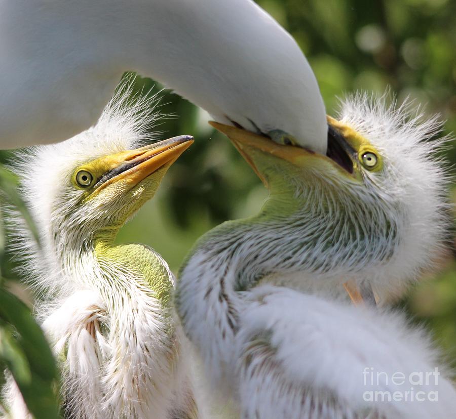Egret Photograph - Mama Egret feeding her babies by Paulette Thomas