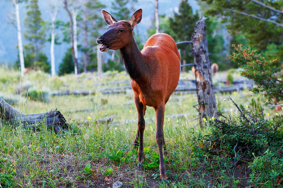 Mama Elk Photograph by Todd Klassy