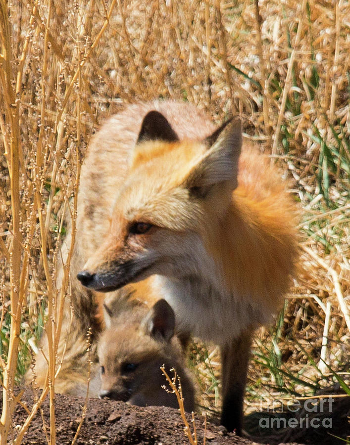 Mama Fox And Kits Photograph