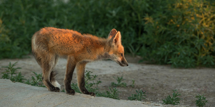 Mama Fox Sundown Photograph by Yeates Photography