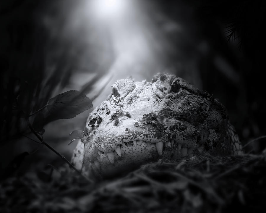 Mama Gator On Nest Photograph by Mark Andrew Thomas
